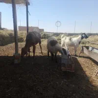 بره ماده