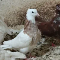یک جفت جوجه