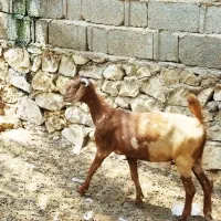 دوتا تیشتر داشتی