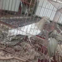 کله زرد نر کاکلی