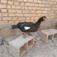 اردک روسی