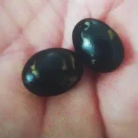 مهره ها|بدلیجات|بندر دیر, |دیوار