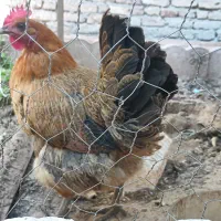 مرغ تخم گذار