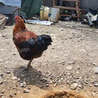 فروش خروس محلی