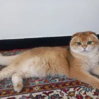 گربه اسکاتیش اصلی