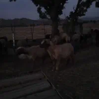گوسفند