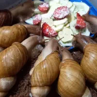 حلزون آلبینو واچاتینا ده  ونه سانت