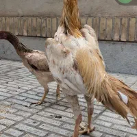 تخم لاری|حیوانات مزرعه|محمدیه-قزوین, |دیوار