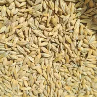 فروش ۲ تن جو محلی