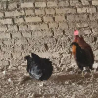 کارون رحمانیه