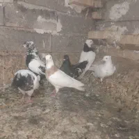 کبوتردورگ