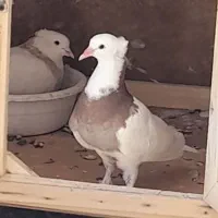 جوجه طوقی نر ، پدر و مادر اصیل