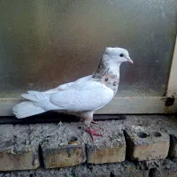 طوق اجری ماده