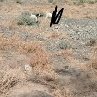 گوسفند کهره پاکستانی ماده