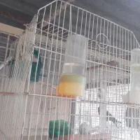 فنچ