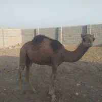 شترنر|حیوانات مزرعه|بندرعباس, |دیوار
