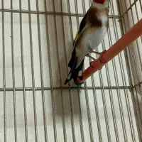 دوتا سهره جوجه قفس