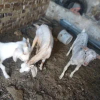 سه بزغاله سانن جمع 6عدد بزا دومرتبه اوست