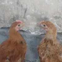 جوجه محلی و اوشامو