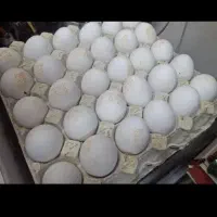 پخش تخم‌مرغ