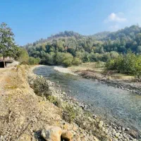 شالیزار-سنتی-بر-خیابان