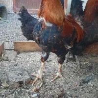 خروس محلی