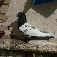 قارنی قره