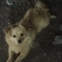 سگ پاکوتاه
