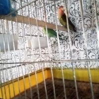 پرنده طوطی