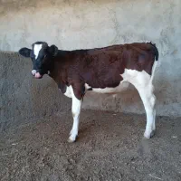 گوساله نرجنس