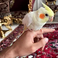 عروس هلندی