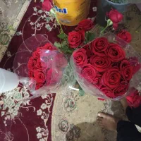 گل رز|گل و گیاه طبیعی|برازجان, |دیوار