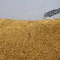 بلغور شیر