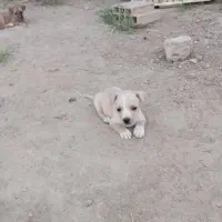 توله پاکوتاه