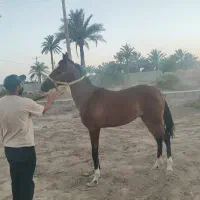کره نریان ترکمن مدرک دار 14ماهه