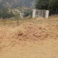 فروش کاه نخود ابگوشتی