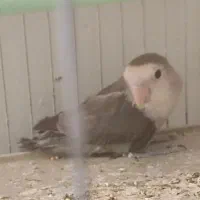 کوتوله برزیلی نر ، جفت مرغ عشق انگلیسی گرید a