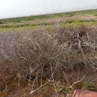 چوب درخت پسته