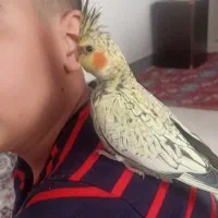 عروس هلندی