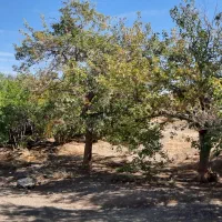 190-متر-زمین-قابل-ساخت-در-2-طبقه-روستای-اندیس