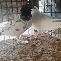 کفتر