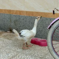 غاز