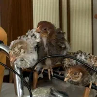 جوجه مرغ و خروس محلی