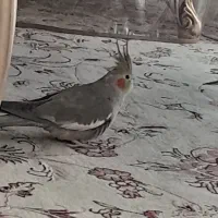 عروس هلندی ماده دستی