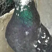 کفتر