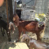 کود گاوی