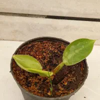 پک ۴تایی|گل و گیاه طبیعی|نیشابور, فرح بخش|دیوار