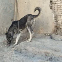 سگ‌عراقی
