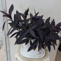2 گیاه برگ بیدی بنفش