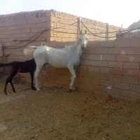 اسب برای فرو